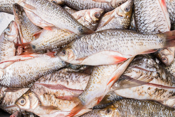 Fresh raw  fish in the market