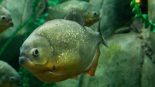 Piranha underwater
