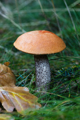 Orange Birch Bolete (Leccinum versipelle) mushroom in a forest