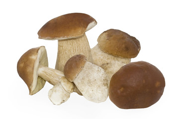 Boletus edulis mushroom