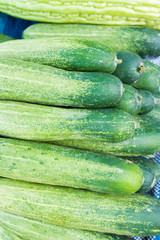 fresh green cucumber 