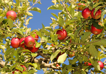 Red apples on branches ready to be harvested. Jonathan apples