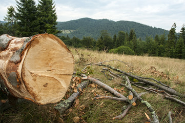 Wycinanie drzew