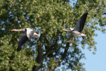 Greylag Goose in the flight.
