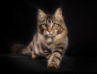 Purebred Maine Coon cat isolated on black background