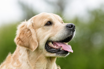 Golden Retriever dog outdoors in nature