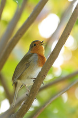 Robin, Erithacus rubecula