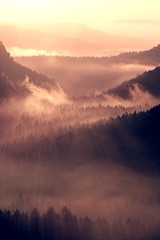 Obraz premium Colorful autumn daybreak. Misty awakening in a beautiful hills. Peaks of hills are sticking out from vivid fog