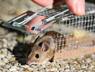 piège à souris