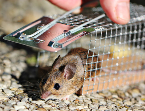 pi&egrave;ge &agrave; souris