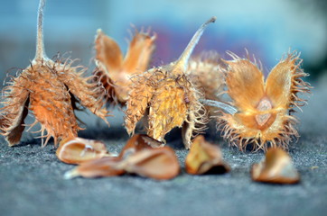 Obraz premium Bucheckern auf Mauer