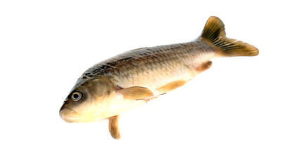 fish Crucian