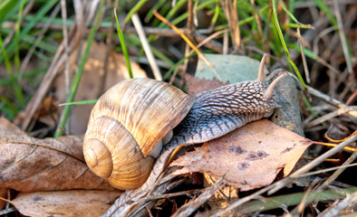 macro snail