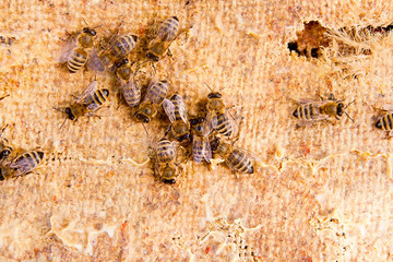 Close up view of the working bees.