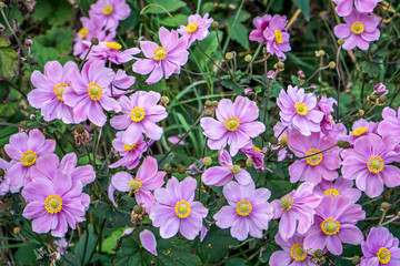 Blooming pink japanese anemone (Anemone Hupehensis Japonica) in autumn