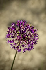 Purple Garlic Flower