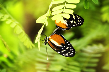 Heliconius melpomene .Butterfly