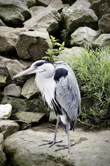 Gray Heron