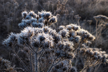 Obraz premium Ice Crystals on Dead Plants