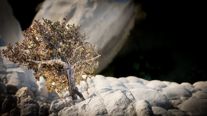 Little bonsai tree on a rock
