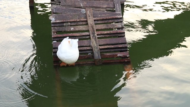 g&ouml;letteki &ouml;rdek