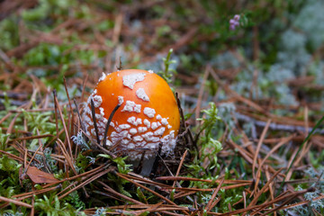 Fly agaric in the pine needles and moss