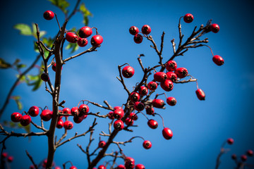 Autumn fruits rose