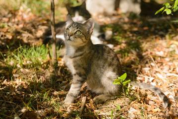 Naklejka na ściany i meble Tabby kitty cat sitting in the sun in the leaves out door