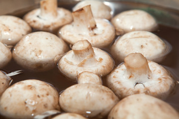 mushrooms in water