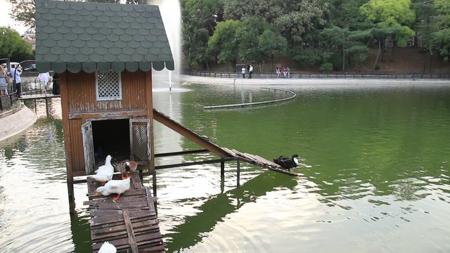 g&ouml;ldeki &ouml;rdekler