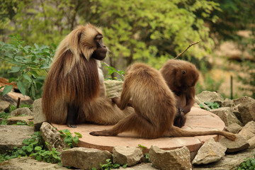 Family of gelada monkeys sitting od a rock