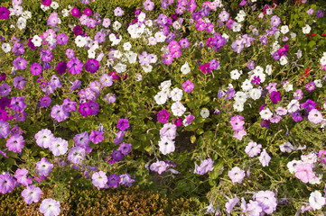Fototapeta premium Flores no jardim