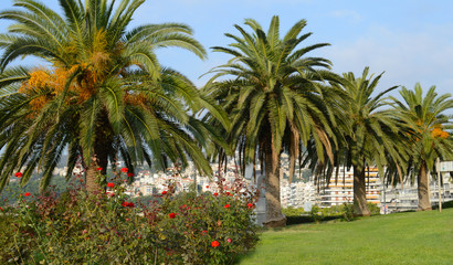 Fototapeta premium Palm trees