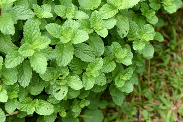 Fototapeta na wymiar Kitchen Mint, Marsh Mint, vegetables and herbs with medicinal properties.