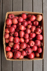 Organically Grown Beacon (MALUS domestica 'Beacon') Apples
