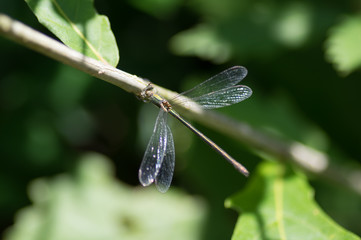 Dragonfly rest