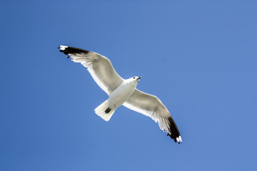 Obraz premium Seagull in the sky over the ocean