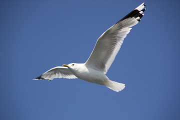 Seagull in the sky over the ocean