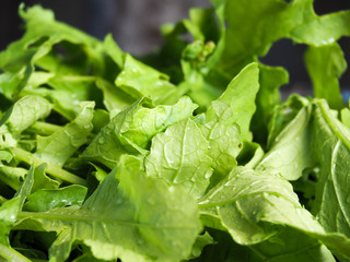 Lettuces : レタス