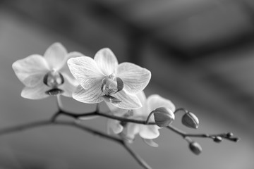 orchid, black & white