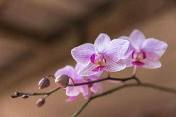 purple orchid