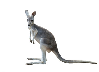 kangourou gris isolé
