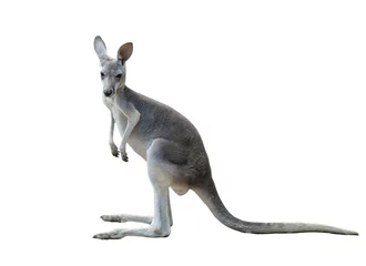 Papier Peint photo Lavable Kangourou kangourou gris isolé