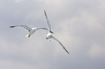 playing in the clouds