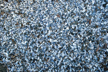 Concentrated cluster of mussels shells