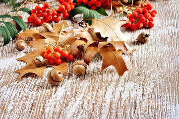 Autumn falling leaves, acorns, and rowan berries background, copy space