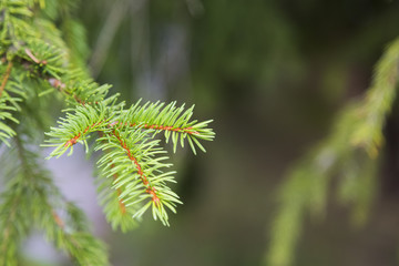 A brunch of spruce