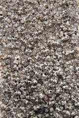 Close-up to dead shells pattern
