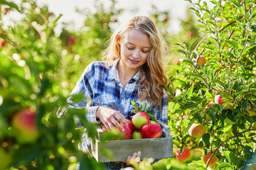 Young woman picking apples in garden