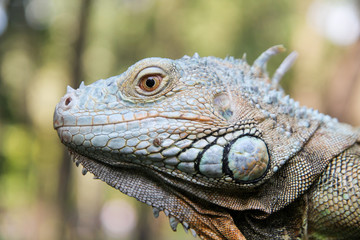 Macro Head of  Python at the Blurred Black Background.